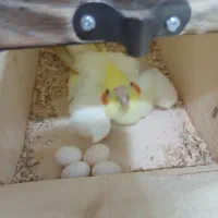 عروس با تخم