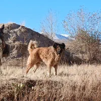 سگ گله ای|سگ|بستان آباد, |دیوار