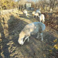 بره قوچ چینی|حیوانات مزرعه|زیرکوه, |دیوار