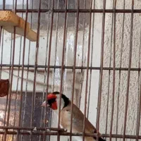 سهره چهارگل|پرنده|کرج, حسین‌آباد|دیوار