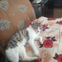 پیشی ملوسی|گربه|نمین, |دیوار