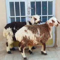 بره نر شال میش افشاری
