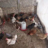 خریدفروش مرغ خروس محلی ولاری وزینتی