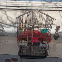 قفس عروس هلندی مولد