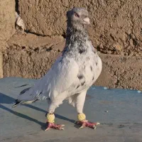 سینه هفرنگ (دورنگ هفرنگ)