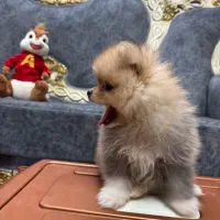 پامرانین|سگ|قائم‌شهر, |دیوار