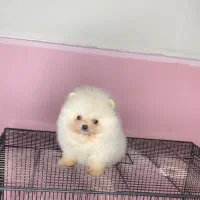 پامرانین دو سر خرسی