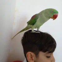 شاه طوطی|پرنده|محمدیار, |دیوار