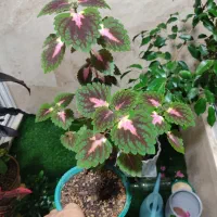 گل حسن یوسف