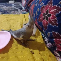 فروش عروس هلندی سالم