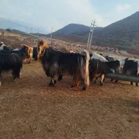 بعده|حیوانات مزرعه|مسجد سلیمان, |دیوار