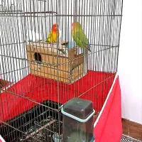 طوطی برزیلی جفت|پرنده|محمدشهر, شهرک چمران|دیوار