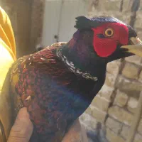 خروس جنگلی پرورشی واسه گوشت واسه درمان بیشتر امراض