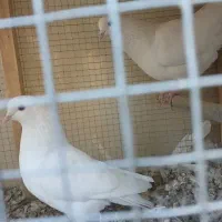 دو عدد کبوتر سفید پاک