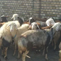 میش و بره پلنگی|حیوانات مزرعه|بیرانوند, |دیوار