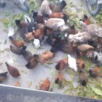 فروش مرغ دو رگه گلین وکردی اصل|حیوانات مزرعه|بلبان آباد, |دیوار