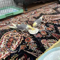 جفت دستی سخنگو|پرنده|بافق, |دیوار