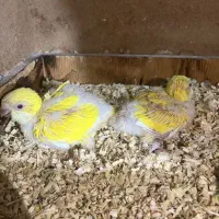 جفت راهب سرلاکی