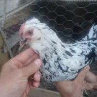 تخم مرغ گلین نطفه دار