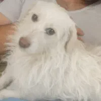 سگ گمشده|حیوانات|تهران, نارمک|دیوار