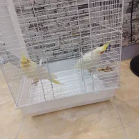 دو عدد عروس هلندی|پرنده|بندرعباس, |دیوار