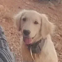 سلام این سگ گم شده