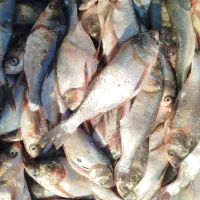 ماهی تازه|خوردنی و آشامیدنی|مشهد, کارمندان دوم|دیوار