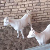 فروش کره نر و ماده