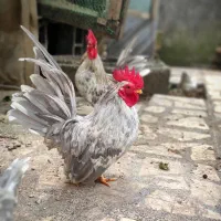 خروس جاپنیز بلو کف خواب|حیوانات مزرعه|رشت, دخانیات|دیوار