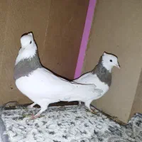 کبوتر.کفتر.پرشی رنگی|پرنده|مشکین‌دشت, |دیوار