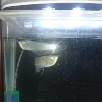 ماهی آروانا دو عدد