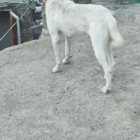 سگ نگهبان|سگ|گلمکان, |دیوار