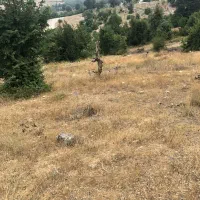زمین در محدوده هزارجریب روستای مصیب محله|فروش زمین و ملک کلنگی|گلوگاه, |دیوار