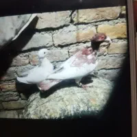 کبوتر رنگه جفتگاه پرشی|پرنده|چناران, |دیوار