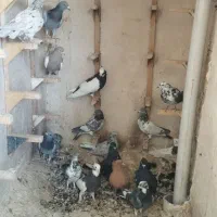 کبوتر رنگی|پرنده|شیراز, شهرک ایثار|دیوار