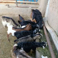 بزگاله