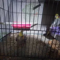 مرغ عشق وعروس|پرنده|پارسآباد, |دیوار