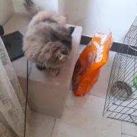 گربه پرشین|گربه|اشتهارد, |دیوار