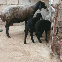 مجموعه بزرگ شال ژن گوسفند tresaie  قوچ و میش