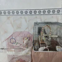 عروس هلندی|پرنده|نسیم‌شهر, |دیوار