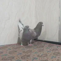 یک جفت کبوتر پرشی استثنایی