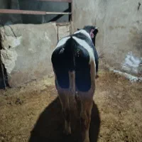 گوساله نر|حیوانات مزرعه|کبودرآهنگ, |دیوار