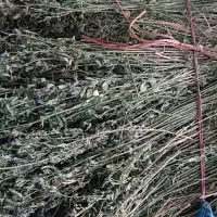 یونجه تازه دست چین مهریز فقط نقد