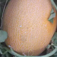 خربزه راک موجود