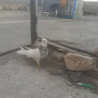 کفتر طوقی|پرنده|قائن, |دیوار