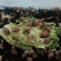 حلزون جوجه و مولد اچاتینا و البینو تخم گذار بزرگ|خزنده|همدان, |دیوار