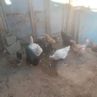 مرغ‌وخروس