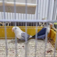 فروش عروس هلندی و طوطی برزیلی دستی|پرنده|برازجان, |دیوار