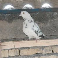 کبوتر پرشی ،پلاکی|پرنده|مبارکه, |دیوار