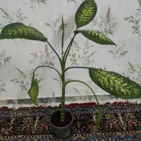 دیفن کاکتوس اپونتیا زبان اشک تمساح  برگ بیدی بنفش